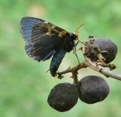 Egybolis vaillantina