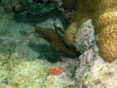 Gymnothorax miliaris