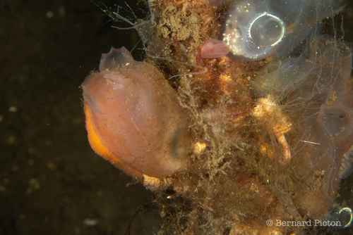 Ascidiella scabra
