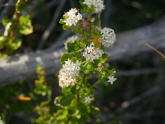 Pomaderris obcordata