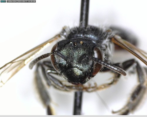 iNaturalist observation photo of Ptilandrena