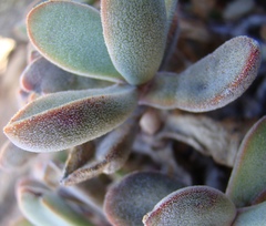 Crassula anso-lerouxiae