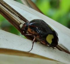 Pedinorrhina trivittata