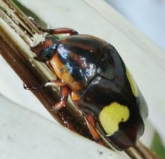 Pedinorrhina trivittata