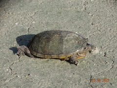 Kinosternon herrerai