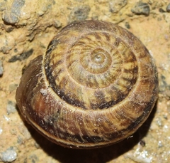 Xerosecta reboudiana