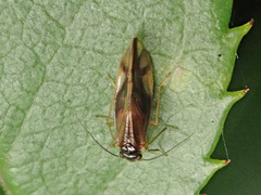 Caecilius fuscopterus