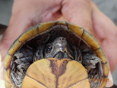 Kinosternon herrerai