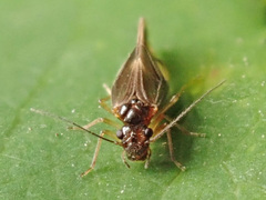 Caecilius fuscopterus