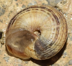 Xerosecta reboudiana
