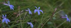 Lobelia pubescens