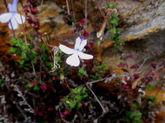 Lobelia dichroma