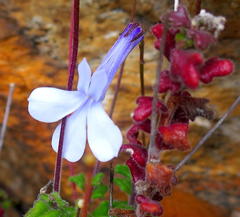 Lobelia dichroma
