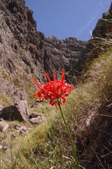 Nerine sarniensis