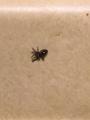 Phidippus audax