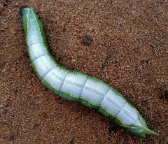 Pseudoclanis postica