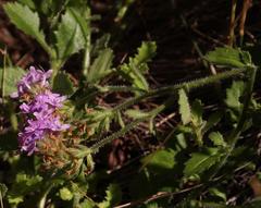 Pseudoselago violacea