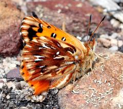 Chrysoritis pyramus pyramus