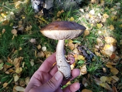 Leccinum alaskanum