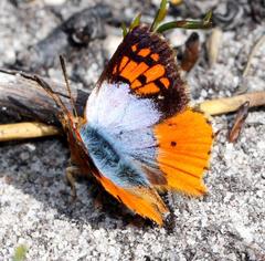 Chrysoritis pyramus pyramus