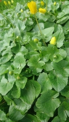 Ficaria verna