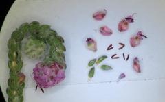 Erica globiceps globiceps