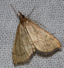 Metasia dicealis