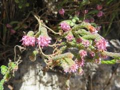 Erica globiceps globiceps