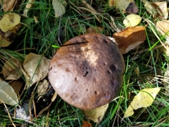 Leccinum alaskanum
