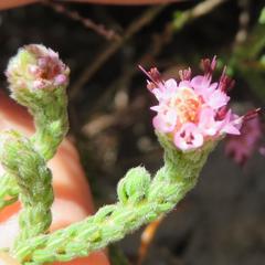 Erica globiceps globiceps