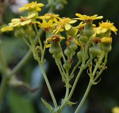 Senecio vestitus