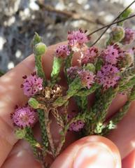 Erica globiceps globiceps