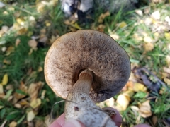 Leccinum alaskanum