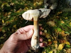 Leccinum alaskanum