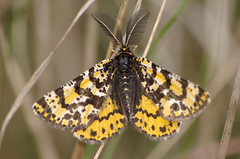 Eurranthis plummistaria