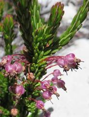 Erica gracilipes