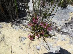 Erica gracilipes