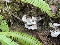 Hydnellum suaveolens