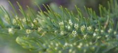 Thesium oresigenum