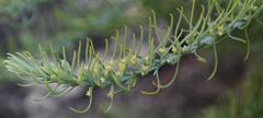 Thesium oresigenum