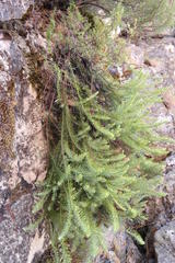 Thesium oresigenum