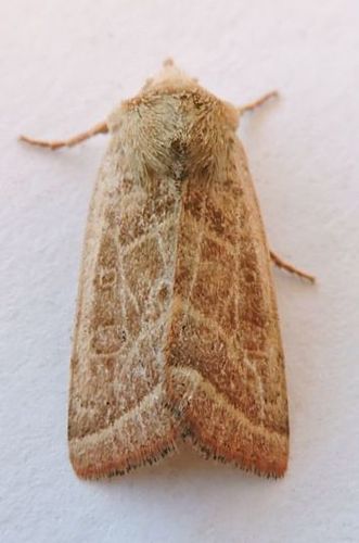 Hypotrix trifascia