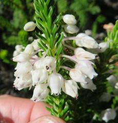 Erica pulvinata