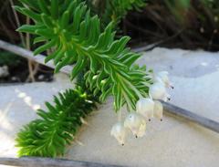 Erica pulvinata