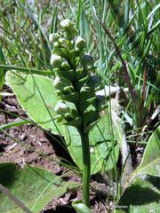 Disperis cardiophora