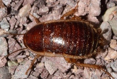 Loboptera decipiens