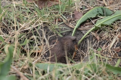 Cratogeomys merriami