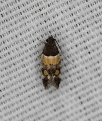 Triclonella determinatella