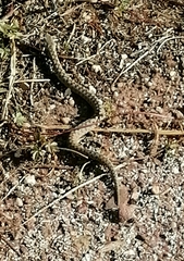 Vipera latastei
