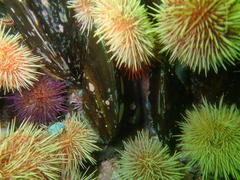 Choromytilus meridionalis